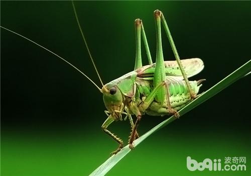 Introduction to the types of grasshoppers